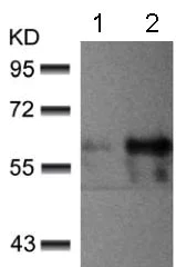 Western blot - Anti-AKT1 + AKT2 + AKT3 (phospho Y312 + Y315 + Y316) antibody (AB131443)