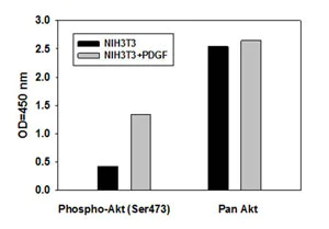 Sandwich ELISA - AKT1 + AKT2 + AKT3 (pS473) ELISA Kit (AB126432)