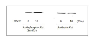 Western blot - AKT1 + AKT2 + AKT3 (pS473) ELISA Kit (AB126432)