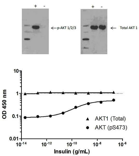 Sandwich ELISA - AKT1 + AKT2 + AKT3 (pS473) ELISA Kit (AB176635)