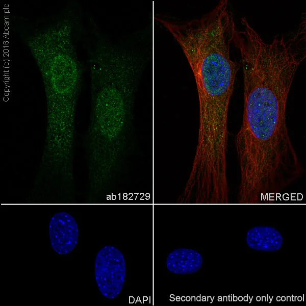 Immunocytochemistry/ Immunofluorescence - Anti-AKT1 + AKT2 antibody [EPR17062] - BSA and Azide free (AB250634)