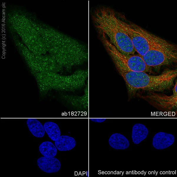 Immunocytochemistry/ Immunofluorescence - Anti-AKT1 + AKT2 antibody [EPR17062] - BSA and Azide free (AB250634)