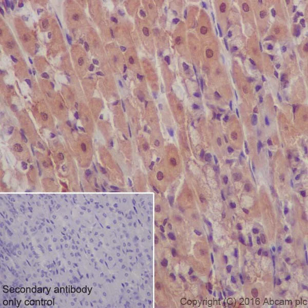 Immunohistochemistry (Formalin/PFA-fixed paraffin-embedded sections) - Anti-AKT1 + AKT2 antibody [EPR17062] - BSA and Azide free (AB250634)