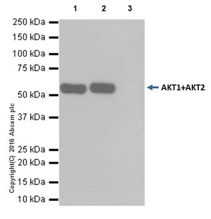 Immunoprecipitation - Anti-AKT1 + AKT2 antibody [EPR17062] - BSA and Azide free (AB250634)