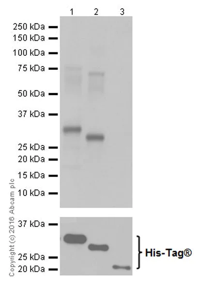 Western blot - Anti-AKT1 + AKT2 antibody [EPR17062] - BSA and Azide free (AB250634)