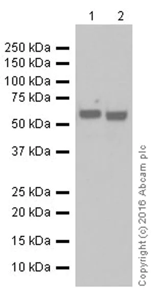 Western blot - Anti-AKT1 + AKT2 antibody [EPR17062] - BSA and Azide free (AB250634)