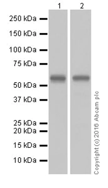 Western blot - Anti-AKT1 + AKT2 antibody [EPR17062] - BSA and Azide free (AB250634)
