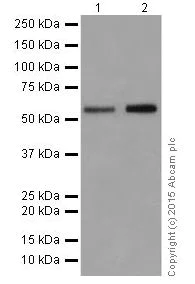 Western blot - Anti-AKT1 + AKT2 antibody [EPR18405] (AB188099)