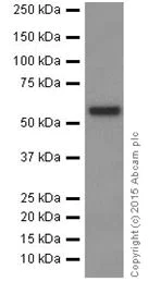 Western blot - Anti-AKT1 + AKT2 antibody [EPR18405] (AB188099)