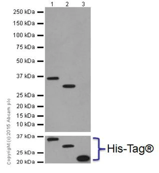Western blot - Anti-AKT1 + AKT2 antibody [EPR18405] (AB188099)