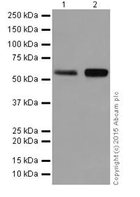 Western blot - Anti-AKT1 + AKT2 antibody [EPR18405] (AB188099)