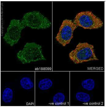 Immunocytochemistry/ Immunofluorescence - Anti-AKT1 + AKT2 antibody [EPR18405] - BSA and Azide free (AB238944)