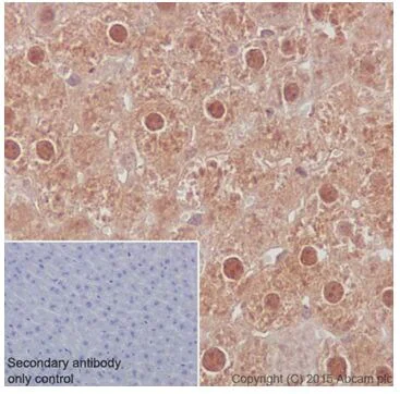 Immunohistochemistry (Formalin/PFA-fixed paraffin-embedded sections) - Anti-AKT1 + AKT2 antibody [EPR18405] - BSA and Azide free (AB238944)