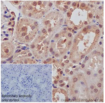 Immunohistochemistry (Formalin/PFA-fixed paraffin-embedded sections) - Anti-AKT1 + AKT2 antibody [EPR18405] - BSA and Azide free (AB238944)