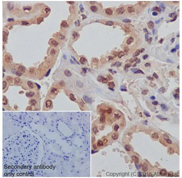 Immunohistochemistry (Formalin/PFA-fixed paraffin-embedded sections) - Anti-AKT1 + AKT2 antibody [EPR18405] - BSA and Azide free (AB238944)