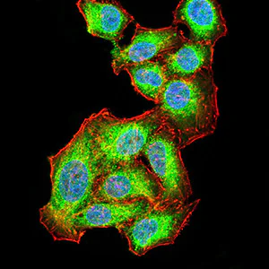 Immunocytochemistry/ Immunofluorescence - Anti-AKT1 antibody [1F7E10] (AB233755)
