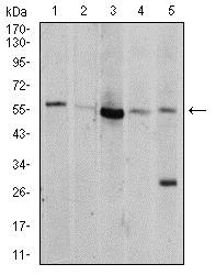 Western blot - Anti-AKT1 antibody [1F7E10] (AB233755)