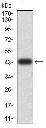Western blot - Anti-AKT1 antibody [1F7E10] (AB233755)