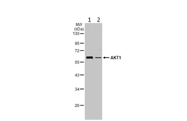 Western blot - Anti-AKT1 antibody (AB227385)