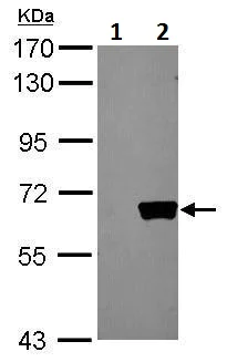 Western blot - Anti-AKT1 antibody (AB227385)