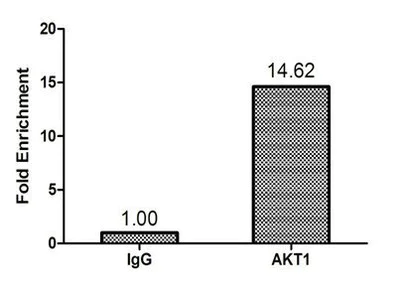 ChIP - Anti-AKT1 antibody (AB235958)