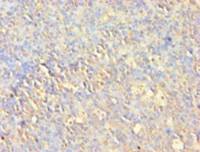 Immunohistochemistry (Formalin/PFA-fixed paraffin-embedded sections) - Anti-AKT1 antibody (AB235958)