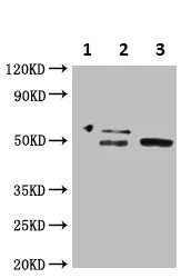 Immunoprecipitation - Anti-AKT1 antibody (AB235958)