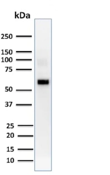 Western blot - Anti-AKT1 antibody [AKT1/2552] - BSA and Azide free (AB237836)
