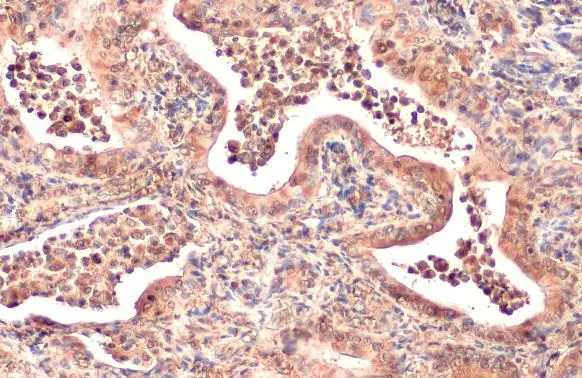 Immunohistochemistry paraffin embedded sections - Anti-AKT1 antibody [HL1142] (AB308343)