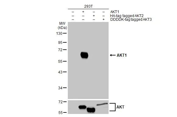 Western blot - Anti-AKT1 antibody [HL1142] (AB308343)