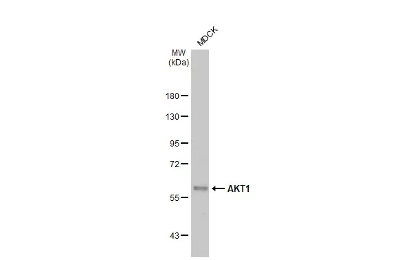 Western blot - Anti-AKT1 antibody [HL1142] (AB308343)