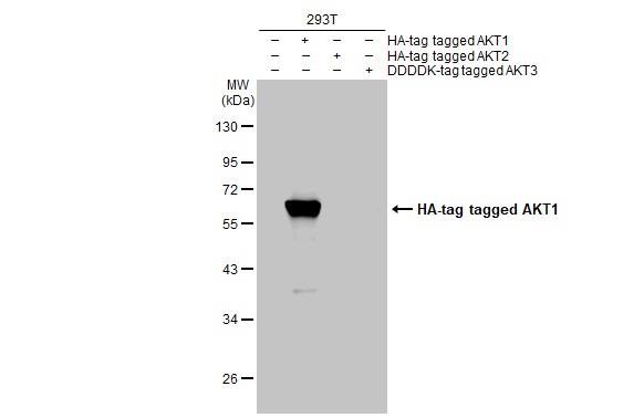 Western blot - Anti-AKT1 antibody [HL1145] (AB308381), expandable thumbnail