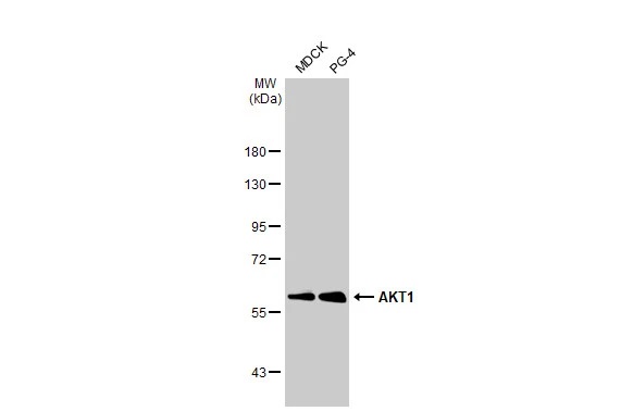 Western blot - Anti-AKT1 antibody [HL1145] (AB308381), expandable thumbnail