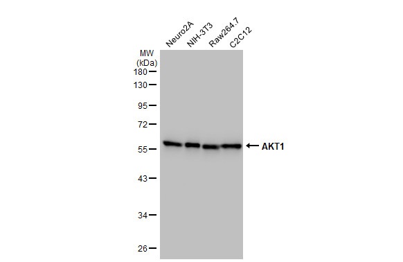 Western blot - Anti-AKT1 antibody [HL1145] (ab308381), expandable thumbnail