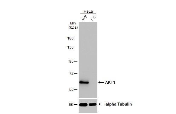 Western blot - Anti-AKT1 antibody [HL1145] (AB308381), expandable thumbnail