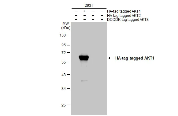 Western blot - Anti-AKT1 antibody [HL1145] - BSA and Azide free (AB308381)