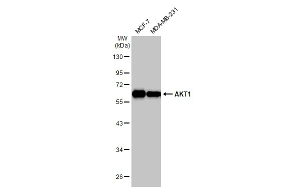 Western blot - Anti-AKT1 antibody [HL1145] - BSA and Azide free (AB308381)