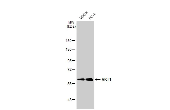 Western blot - Anti-AKT1 antibody [HL1145] - BSA and Azide free (AB308381)