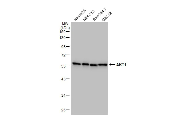Western blot - Anti-AKT1 antibody [HL1145] - BSA and Azide free (AB308381)