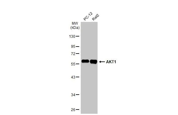 Western blot - Anti-AKT1 antibody [HL1145] - BSA and Azide free (AB308381)