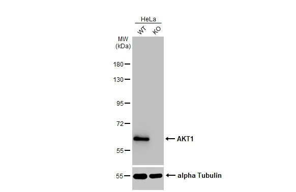 Western blot - Anti-AKT1 antibody [HL1145] - BSA and Azide free (AB308381)