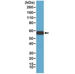 Western blot - Anti-AKT1 antibody [RM252] (AB238477)