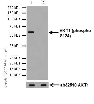 Western blot - Anti-AKT1 (phospho S124) antibody [EPR17680] (AB183556)