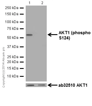 Western blot - Anti-AKT1 (phospho S124) antibody [EPR17680] - BSA and Azide free (AB250676)