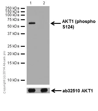 Western blot - Anti-AKT1 (phospho S124) antibody [EPR17680] - BSA and Azide free (AB250676)