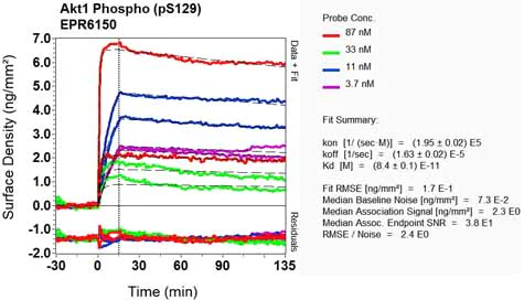OI-RD Scanning - Anti-AKT1 (phospho S129) antibody [EPR6150] (AB133458)