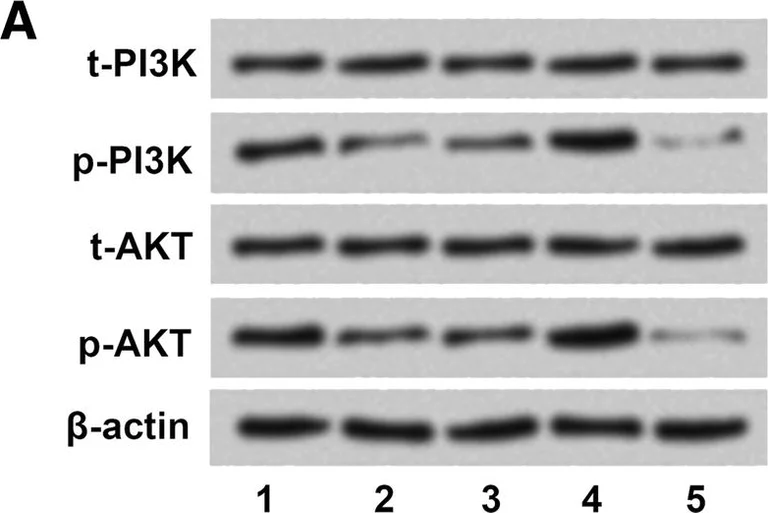 Western blot - Anti-AKT1 (phospho S129) antibody [EPR6150] (AB133458)