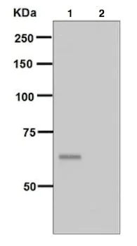 Western blot - Anti-AKT1 (phospho S129) antibody [EPR6150] (AB133458)