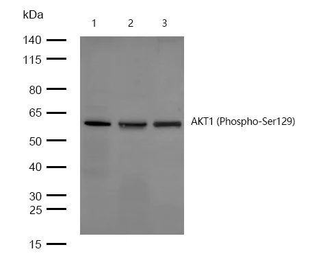 Western blot - Anti-AKT1 (phospho S129) antibody [SR2047] (AB326654)