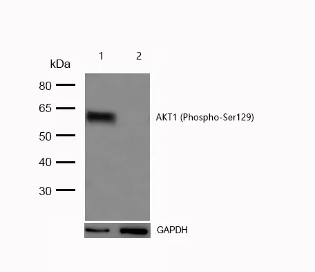 Western blot - Anti-AKT1 (phospho S129) antibody [SR2047] (AB326654)